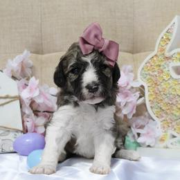 Aurora - White and black female Bordoodle puppy in Ashland, Ohio from Cherry Blossom Doodles
