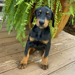 Black male - Black and rust male Doberman Pinscher puppy in Mansfield, Georgia from Marbendale’s Doberman