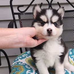 Phoenix - Red - Silver and white Pomsky puppy in Aberdeen, Maryland from True-Blue Pomskies
