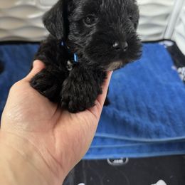 Boy 2 - Black male Miniature Schnauzer puppy in Decatur, Texas from Virgil Farms