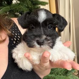 Purple Collar - Parti female Miniature Schnauzer puppy in Tacoma, Washington from AKC Nordwest Schnauzers