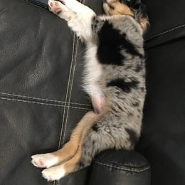 Miniature Australian Shepherd Puppies from Fuller Aussies