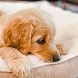 Goldendoodles and Poodles from Southern Standard Poodles and Doodles