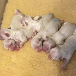 Maltese Puppies from Boshi Maltese