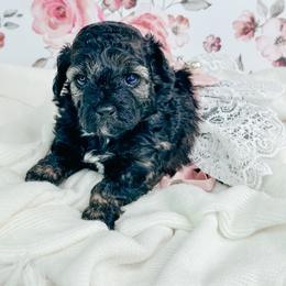 Ocean - Brindle female Poodle puppy in from Pink Poodles and Doodles