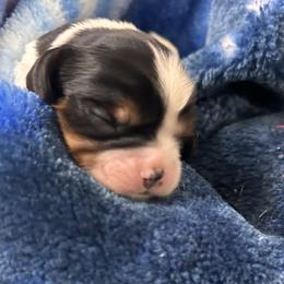 Apollo - Tri-color male Cavalier King Charles Spaniel puppy in Oroville, California from Happy Tails Kennel