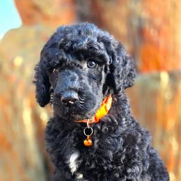 Prime - Black male Poodle puppy in Springfield, Oregon from Valaurah Farms