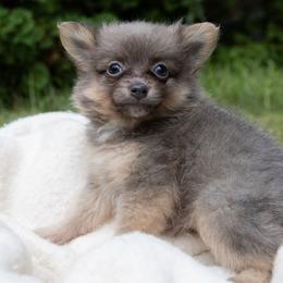 Rollo - Blue brindle male Pomeranian puppy in Grayslake, Illinois from Lamon’s Pom & Polar Pups