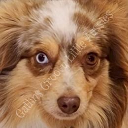 Yogi - Toy Australian Shepherd