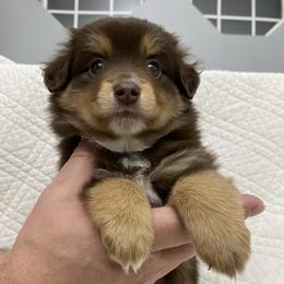 Miniature Australian Shepherd Puppies from Talbot's Mini Aussies