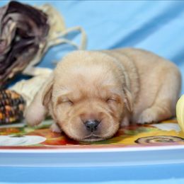 Girl 6 - Yellow female Labrador Retriever puppy in Parma, Idaho from Campbell Valley Labradors