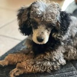 Assorted Doodle Crosses, Aussiedoodle, Australian Shepherd, Long Haired Weimaraner, Shihpoo, and Shih Tzu Puppies from Rockiń N Kennel