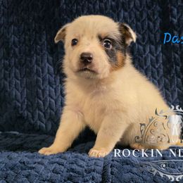 Dasher - Blue female Australian Cattle Dog puppy in Silsbee, Texas from Rockin ND Ranch