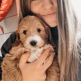 Goldendoodle and Poodle Puppies from Krispy Doodles