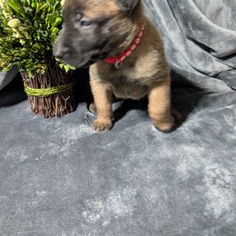 Girl 5 - Mahogany female Belgian Malinois puppy in Paynes Corner, Virginia from Von-Zito Belgian Malinois
