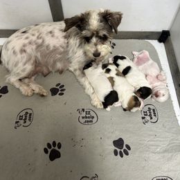 Miniature Bull Terrier and Miniature Schnauzer Puppies from Sugar Kookie Schnauzers