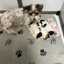 Miniature Bull Terrier and Miniature Schnauzer Puppies from Sugar Kookie Schnauzers