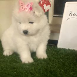 Red - White and biscuit female Samoyed puppy in Colorado Springs, Colorado from T&M Samoyeds