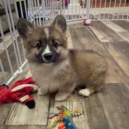 Sarge - Sable male Pembroke Welsh Corgi puppy in Minooka, Illinois from Lucky J Corgis