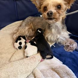 Yorkshire Terrier Puppies from Cassandra Lopez