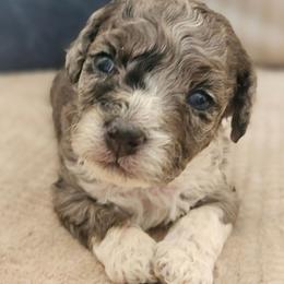 Ashen - Blue merle male Aussiedoodle puppy in Tucson, Arizona from Ever After Doodles Arizona