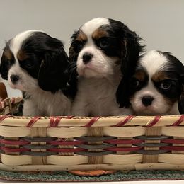 Cavalier King Charles Spaniel Puppies from Ridgefield Cavaliers