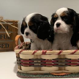 Cavalier King Charles Spaniel Puppies from Ridgefield Cavaliers