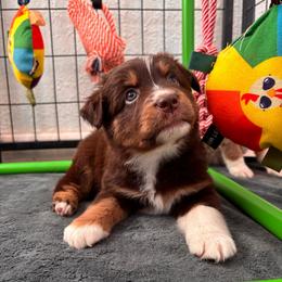 Yellow - Red tri female Miniature Australian Shepherd puppy in Arizona from Country Charm Mini Aussies