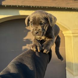 Cane Corso Puppies from ThinLine Cane Corso