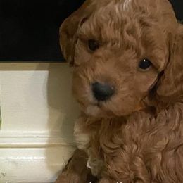 Bernedoodles, Cavapoos, and Goldendoodles from Golden Coast Doodles