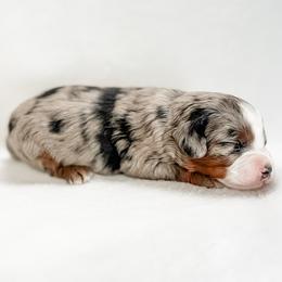 Brie - female Australian Mountain Doodle puppy in Sharpsburg, Georgia from Steindoodles