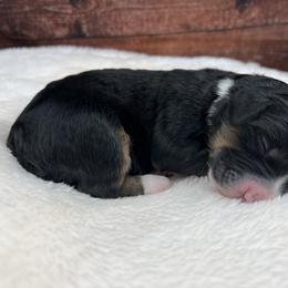 American Eskimo Dog and Bernedoodle Puppies from Shadow Kennels