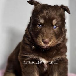 Lucy - Brown and white female Siberian Husky puppy in Deer Park, Texas from SouthernBell Siberian Huskies