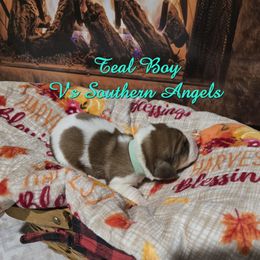 TEAL BOY - Mahogany and white male Basset Hound puppy in Snow Camp, North Carolina from V's Southern Angels