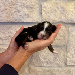 Buddy - Tri-color male Bernedoodle puppy in Yuba City, California from Ranch House Doodles