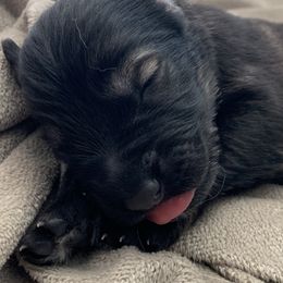 German Shepherd Puppies from Park Hill German Shepherds