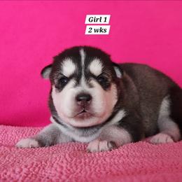 Girl 1 - Black and white female Siberian Husky puppy in Grayson, Kentucky from Kentucky Huskies