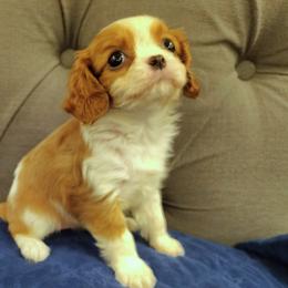 Kiss - Blenheim female Cavalier King Charles Spaniel puppy in Rockville, Maryland from Skais the Limit Cavaliers