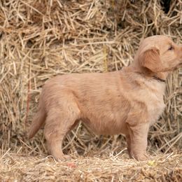 Golden Retriever and Old English Sheepdog Puppies from Saddle Rock Kennels
