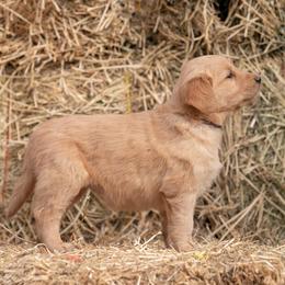 Golden Retriever and Old English Sheepdog Puppies from Saddle Rock Kennels