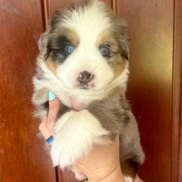 Harry - Blue merle male Toy Australian Shepherd puppy in Princeton, Louisiana from Legacy Hill Aussies