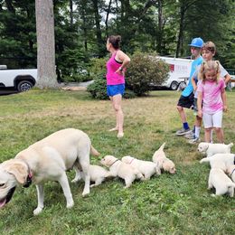 Labrador Retriever Puppies from Gabriel Ben-Yosef