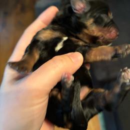 Dahlia - Black and tan female Dachshund puppy in Jacksonville, North Carolina from Lizzie’s Doxies