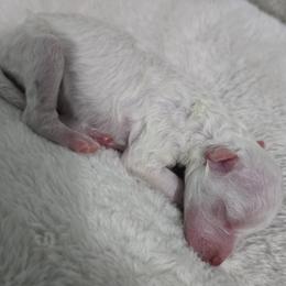 Tiny Boy - White male Poodle puppy in Southfield, Michigan from Standard Hearts