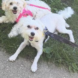 Yuki - Maltese