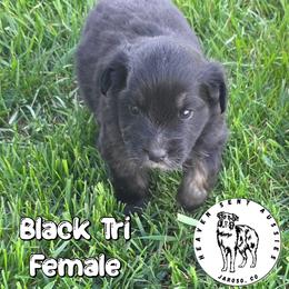 Zoot - Black tri female Miniature Australian Shepherd puppy in Jaroso, Colorado from Heaven Sent Aussies