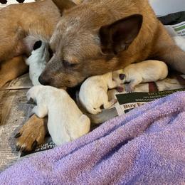 Boy 1 - Australian Cattle Dog puppy in Ocala, Florida from Three Oaks Australian Cattledogs