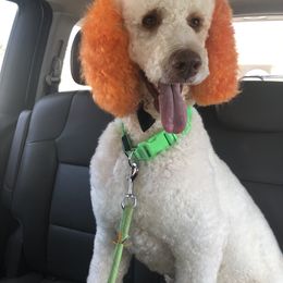 Harry - Poodle