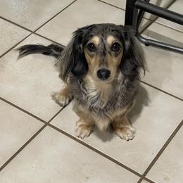 Eva - Dachshund