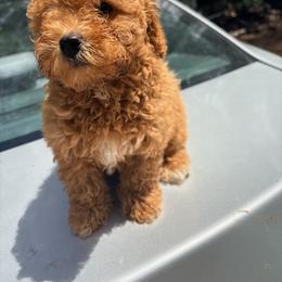 Pekingese, Poodle, and Shih Tzu Puppies from Happy puppies